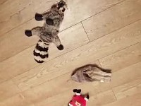 WhatsApp Video 2019-12-31 at 19.11.02