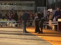 24.11.2019. ��������� ������, ������� ������,CACIB, CAC, ���. (2)