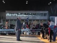 24.11.2019. ��������� ������, ������� ������,CACIB, CAC, ���. (3)