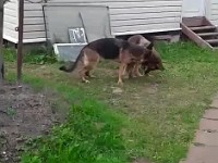 WhatsApp Video 2020-08-07 at 17.38.09