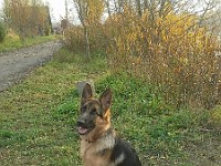 20141015 162647  �������� ������� ( Arko vom Storchsberg � ������ �.�.���������)