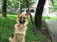 IMG 3087  �������� ����� ( Arko vom Storchsberg � ������ �.�.���������)