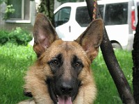 IMG 3088  �������� ����� ( Arko vom Storchsberg � ������ �.�.���������)