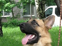 IMG 3091  �������� ����� ( Arko vom Storchsberg � ������ �.�.���������)