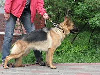 IMG 3106  �������� ����� ( Arko vom Storchsberg � ������ �.�.���������)