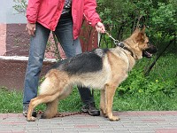 IMG 3107  �������� ����� ( Arko vom Storchsberg � ������ �.�.���������)