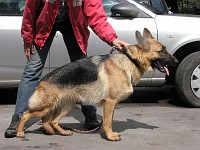 IMG 3116  �������� ����� ( Arko vom Storchsberg � ������ �.�.���������)