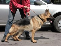 IMG 3118  �������� ����� ( Arko vom Storchsberg � ������ �.�.���������)