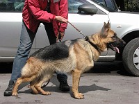 IMG 3119  �������� ����� ( Arko vom Storchsberg � ������ �.�.���������)