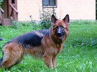 IMG 2677  �������� ������  ( Zando vom Wutachtal- �  ��� � ���������)
