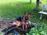 IMG 5012  �������� ������ (Zando vom Wutachtal x  ��� � ��������� )
