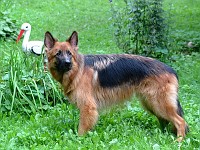 IMG 7076  �������� ������  ( Zando vom Wutachtal- �  ��� � ���������)